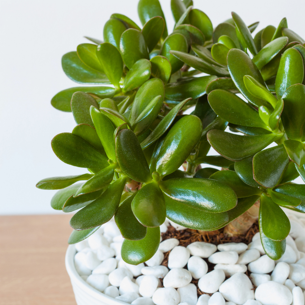 Jade plant